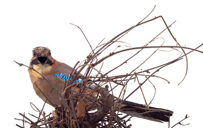 Similar image 1701811