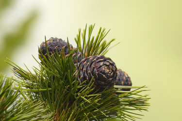 Similar image 1705750