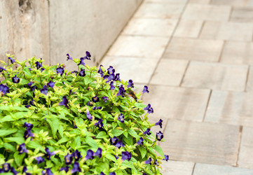 Similar image 1707447