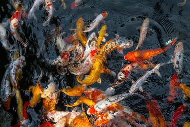 Similar image 1707465