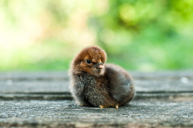 Similar image 1708436