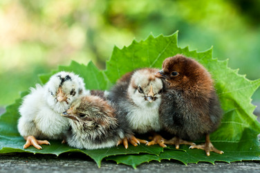 Similar image 1708437