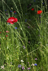 Similar image 1709279