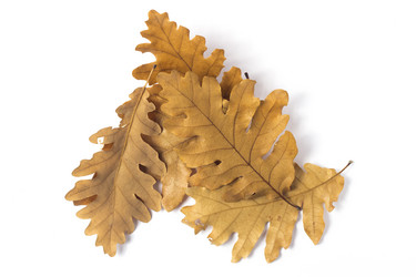 Similar image 1709294