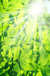 Similar image 1711250