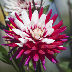 Similar image 1711291