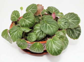 Similar image 1711378