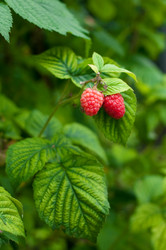 Similar image 1711549