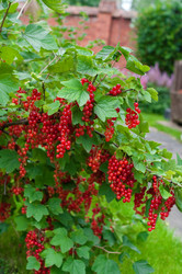 Similar image 1711608