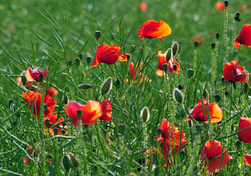 Similar image 1711937