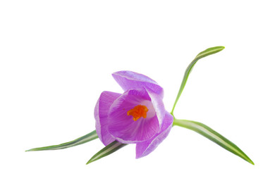 Similar image 1712129