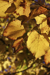 Similar image 1712525