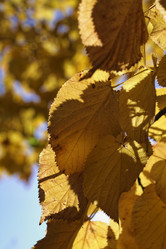 Similar image 1712530