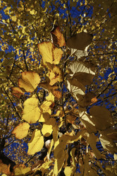 Similar image 1712532