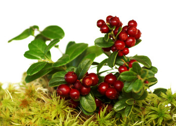 Similar image 1712753