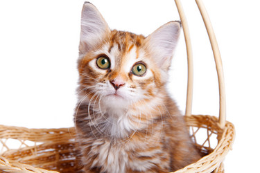 Similar image 1712819