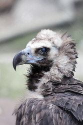 Similar image 1712931