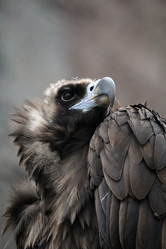 Similar image 1712932