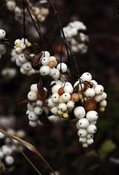 Similar image 1712935