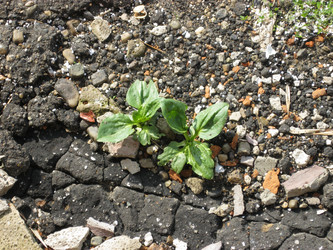 Similar image 1712938