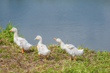 Similar image 1713461