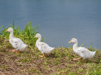 Similar image 1714524