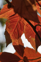 Similar image 1714537