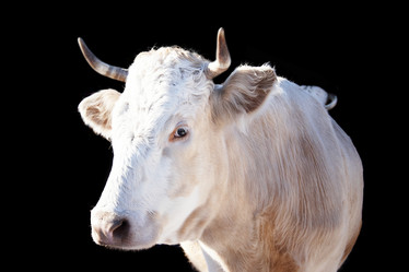 Similar image 1719348