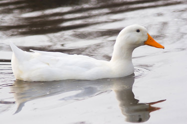 Similar image 1719403