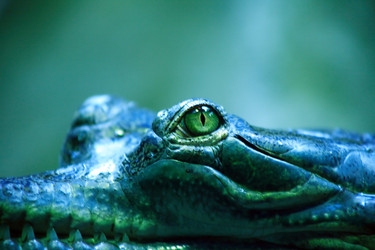 Similar image 1723362