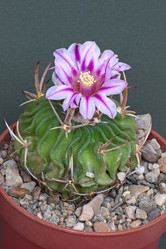 Similar image 1725810