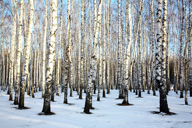 Similar image 1728197