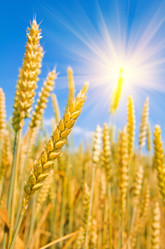 Similar image 1728487