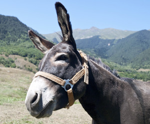 Similar image 1728641