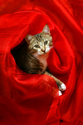 Similar image 1729320