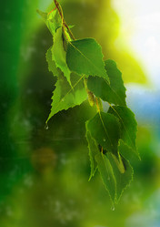 Similar image 1729354