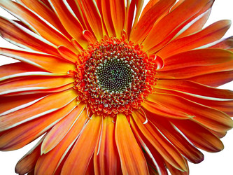 Similar image 1730638