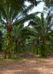 Similar image 1731230