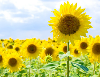 Similar image 1731640