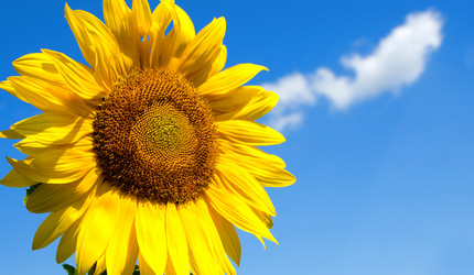 Similar image 1731648