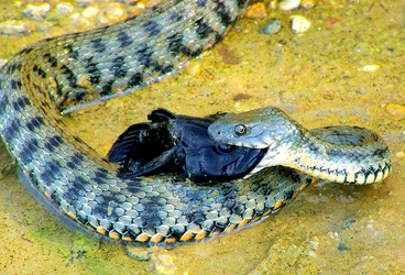 Similar image 1731710