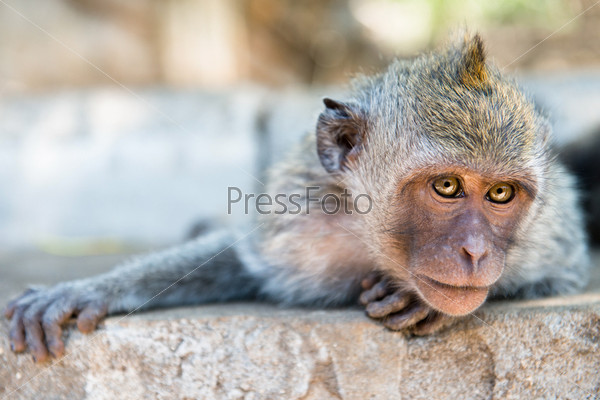 Фотография на тему Хитрая обезьяна готова схватить что-то | PressFoto