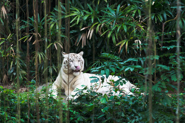 Similar image 1732273