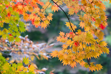 Similar image 1732485