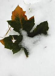 Similar image 1732554