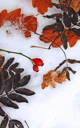 Similar image 1732555