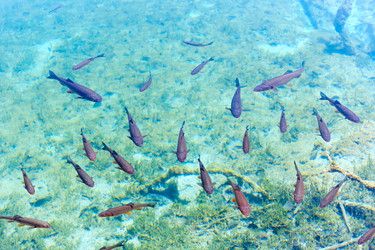 Similar image 1732937