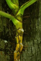 Similar image 1732995