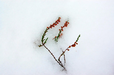 Similar image 1733102