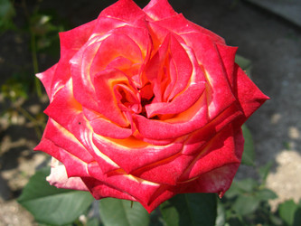 Similar image 1733356